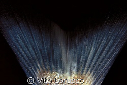 Fishs - Diplodus vulgaris (detail) by Vito Lorusso 